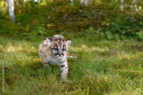Cougar Kitten (Puma concolor) Steps Forward on Trail Ears to Sides Autumn