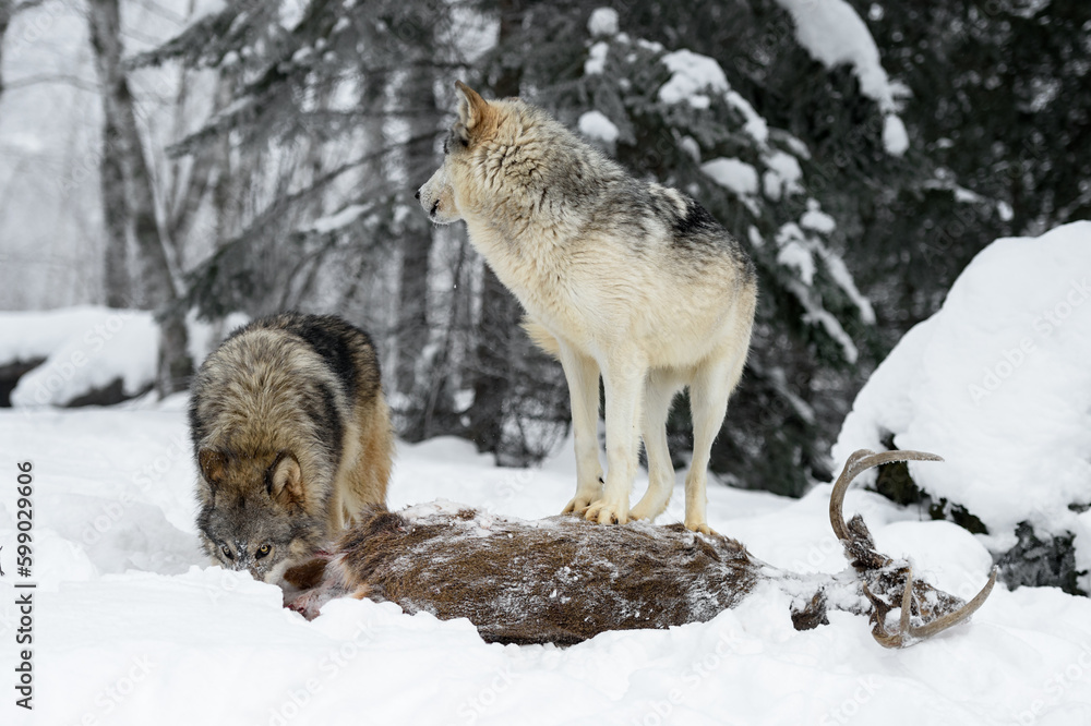 Wolf (Canis lupus) Stands Atop Body of White-Tail Deer Second Sniffing Winter