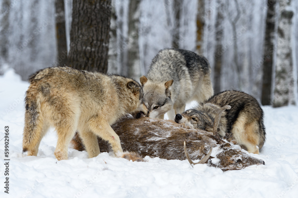 Fototapeta premium Wolves (Canis lupus) Dig in At White-Tail Deer Winter