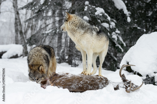 Wolf (Canis lupus) Stands Atop Body of White-Tail Deer Second Sniffing Winter © hkuchera