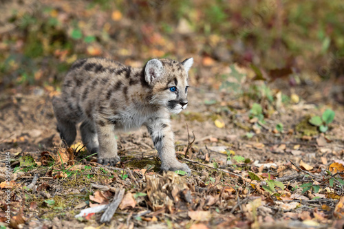 Cougar Kitten (Puma concolor) Moves Right Across Ground Autumn © hkuchera