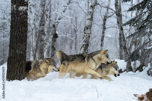 Wolves (Canis lupus) Run Right Snapping and Snarling Winter