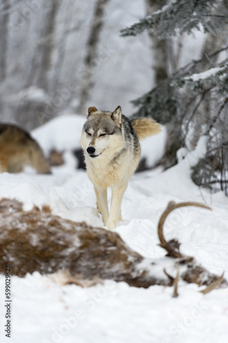 Wolf (Canis lupus) Walks To Body of Deer Eyes Closed Ears Back Winter © hkuchera