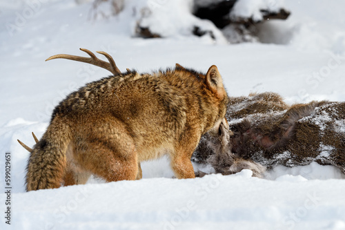 Coyote  Canis latrans  Pulls Piece of Fur From Body of White-Tail Deer Winter