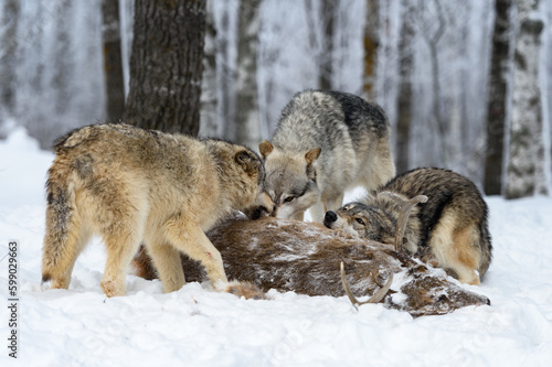 Wolves  Canis lupus  Dig in At White-Tail Deer Winter