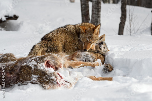Coyote (Canis latrans) Pins Packmate at Deer Body Winter