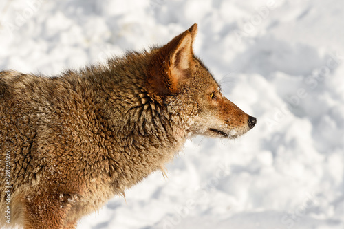 Coyote (Canis latrans) in Profile Looking Right Winter photo