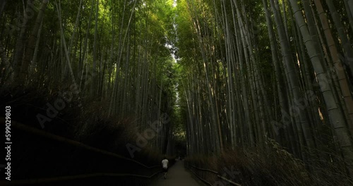 Bamboo Forest. Kyoto bamboo grove Generative AI photo