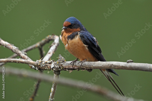 Barn Swallow perched on a branch in front of a soft dark green background