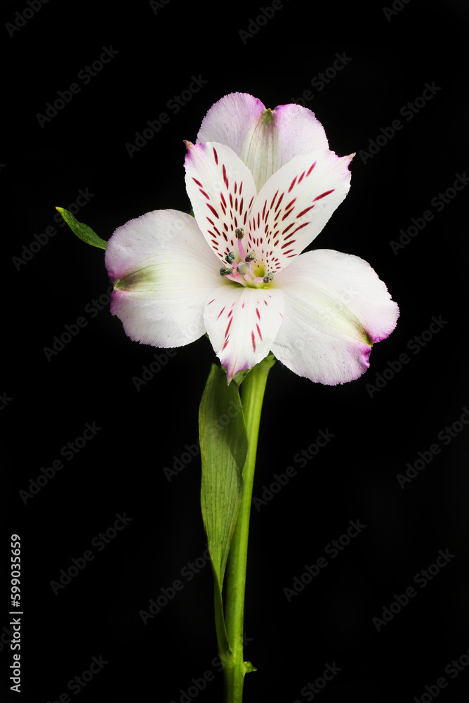 Fototapeta premium Alstroemeria against black