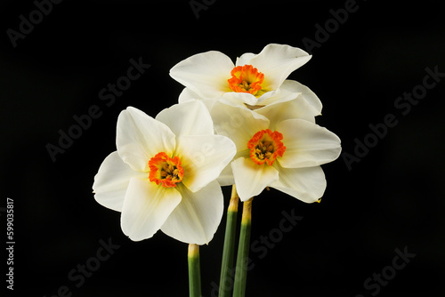 Pheasant's eye against black