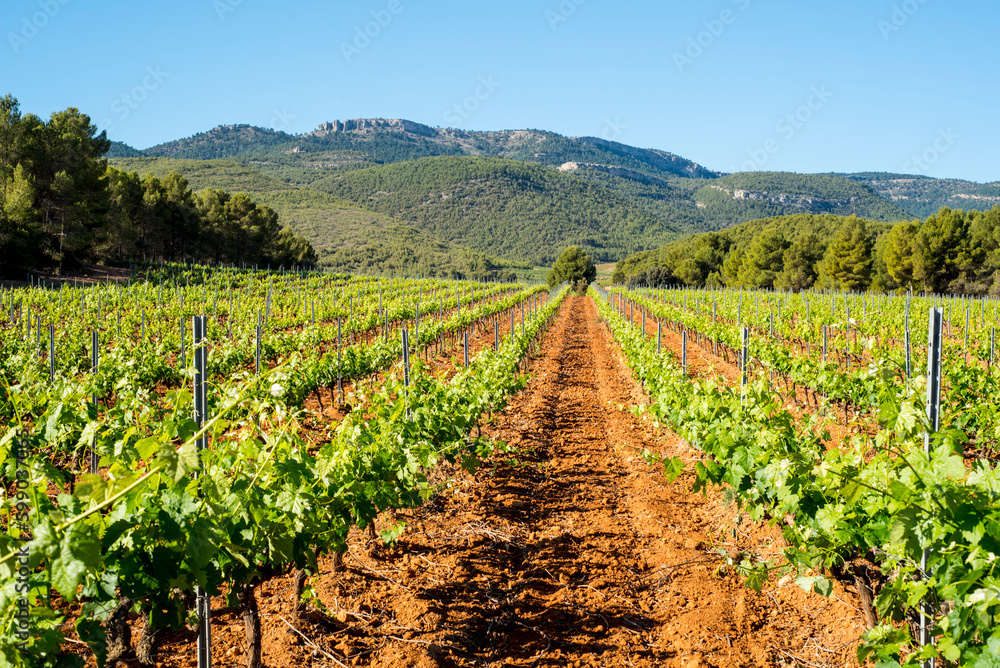 Large vineyards planted at the foot of a large mountain