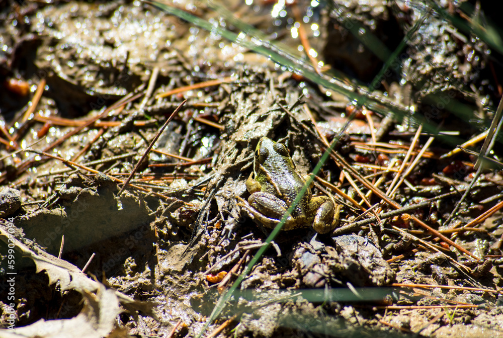 Wild frog in a mountain stream