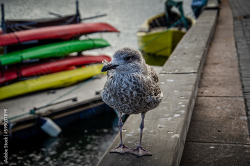 beautiful seagull walking