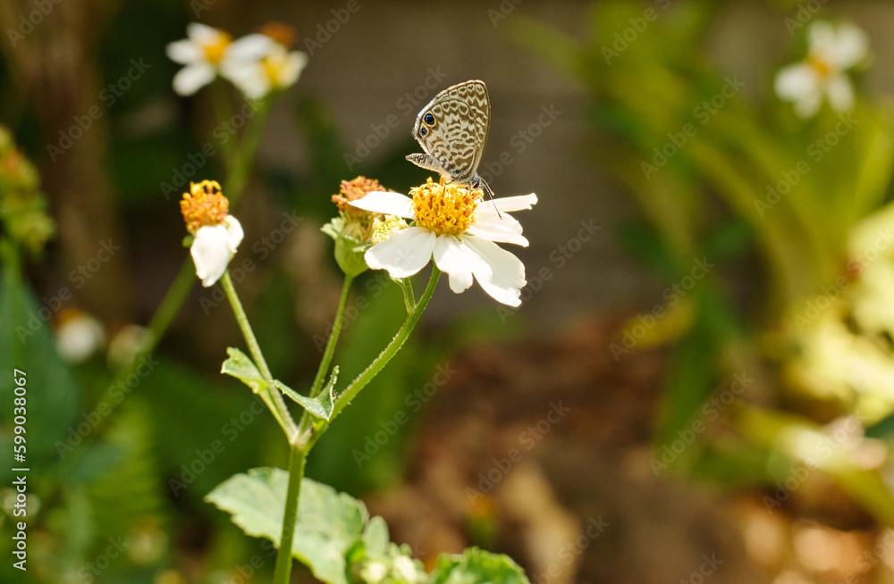 Cassius Blue butterfly sitting on a nectar plant, natural meadow in Florida Cassius Blue butterfly sitting on a nectar plant, natural meadow in Florida