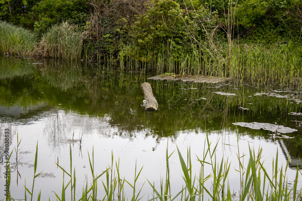 Obraz premium log floating in the pond