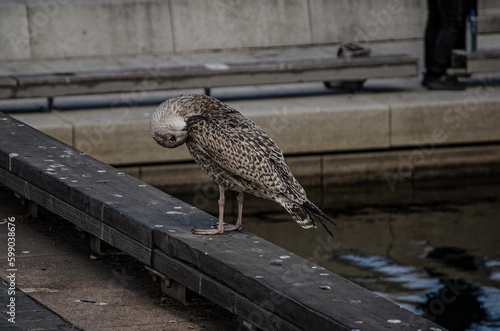 seagull is resting