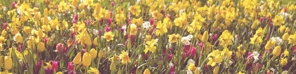 Obraz premium Banner 4x1 for website, social networks. Hyacinths, tulips and daffodils in a meadow in the Netherlands