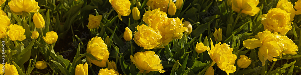 Banner 4x1 for website, social networks. Rare yellow tulips with velvety petals in a flower bed Banner 4x1 for website, social networks. Rare yellow tulips with velvety petals in a flower bed