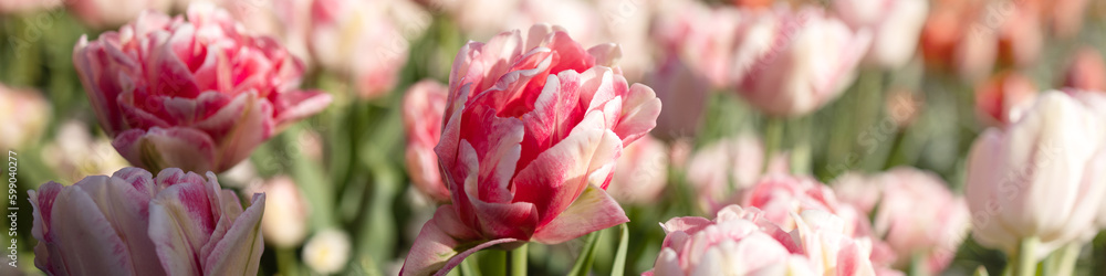 Banner 4x1 for website, social networks. Rare peony-like tulips in a field in the Netherlands