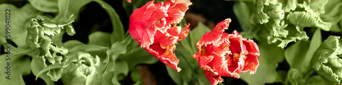 Banner 4x1 for website  social networks. Two red and four rare green tulips in a flower bed. Flat lay