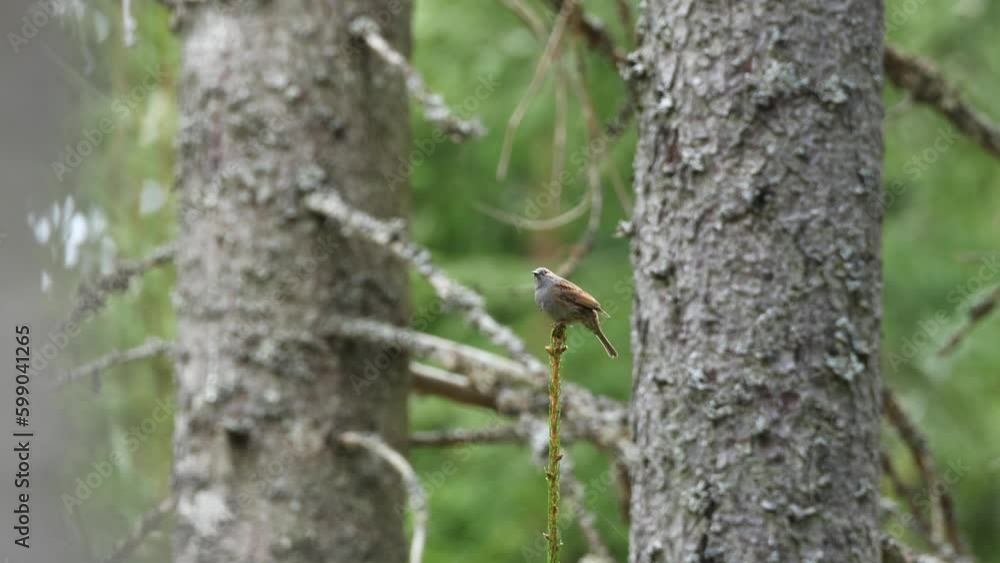 Songbird Dunnock chirping quietly and leaving in a springtime boreal forest in Estonia, Northern Europe Songbird Dunnock chirping quietly and leaving in a springtime boreal forest in Estonia, Northern Europe