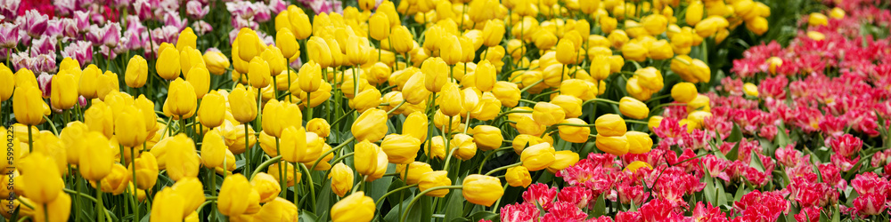 Banner 4x1 for website, social networks. Ridges tulips blooming of different colors in Netherlands Banner 4x1 for website, social networks. Ridges tulips blooming of different colors in Netherlands