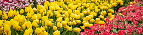 Banner 4x1 for website, social networks. Ridges tulips blooming of different colors in Netherlands