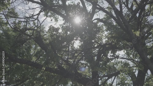 Sun shining through tree / Sony SLog3