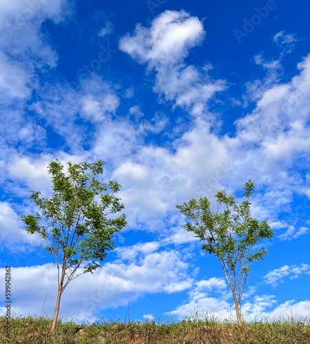 trees on sky background 