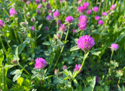 pink clover flower, wildflowers background  © Krathin