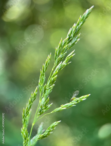 Green grass flowers on blurred background