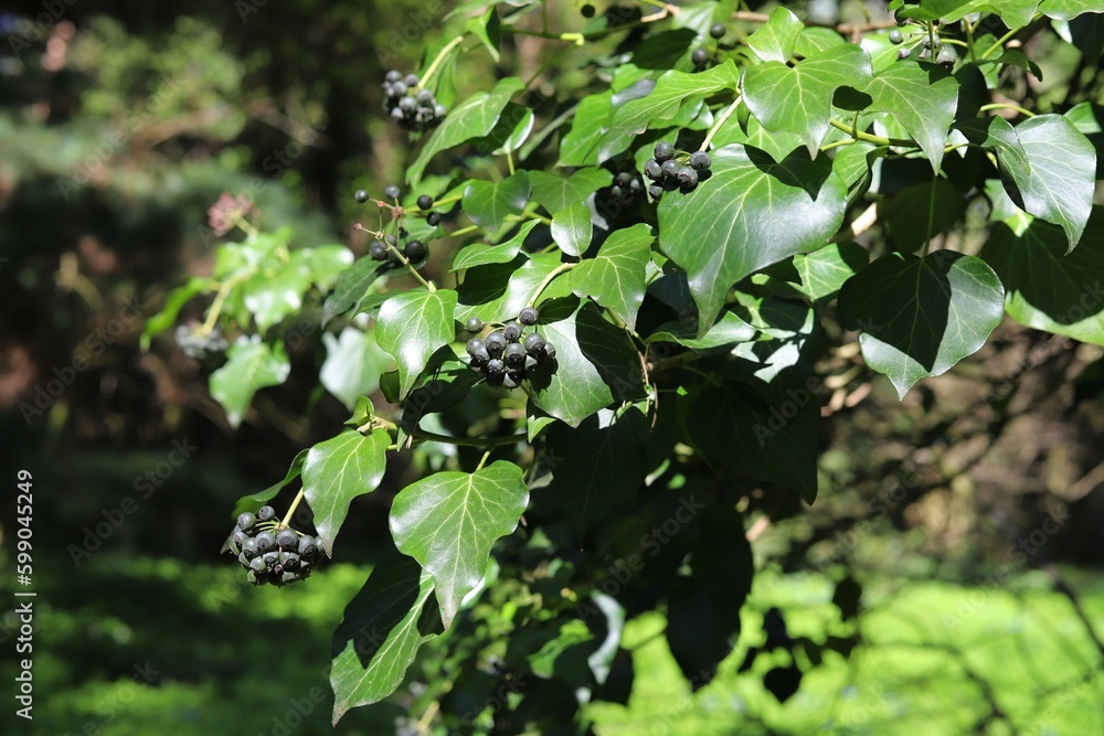 Bunch of black berries Hedera helix. Garland or European ivy, bind wood. Bunch of black berries Hedera helix. Garland or European ivy, bind wood.