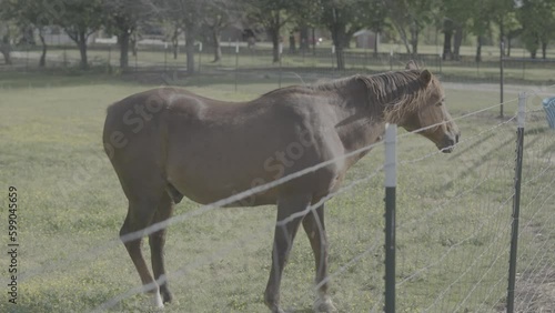 Horse in a field / Sony SLog3