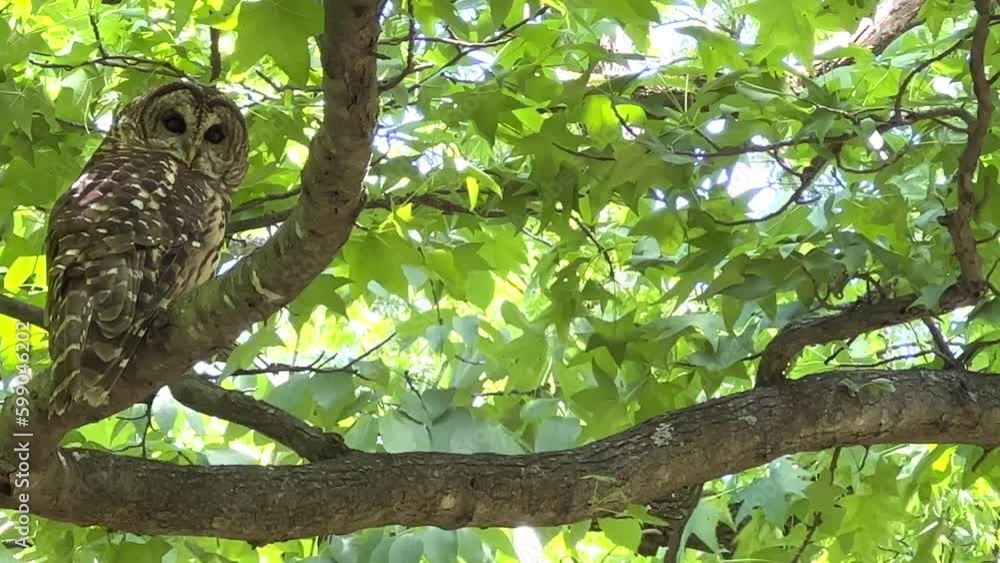 Adult barred owl sits perched on a branch with leaves blowing in the wind Adult barred owl sits perched on a branch with leaves blowing in the wind