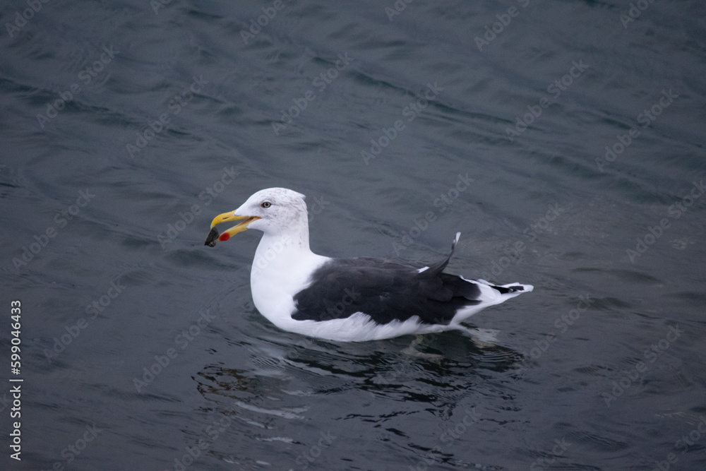 gaviota dominicana o gaviota cocinera en Ushuaia. Larus dominicanus gaviota dominicana o gaviota cocinera en Ushuaia. Larus dominicanus