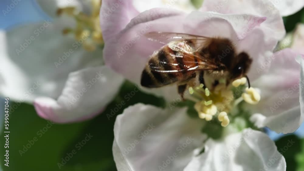 close-up of a honey bee on an apple tree flower
