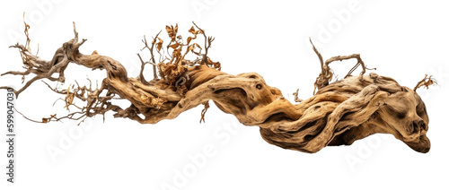 dry twisted jungle branch with dead blossoms isolated on a transparent background, generative ai