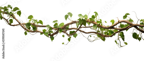 jungle branch with ivy growing isolated on a transparent background, generative ai