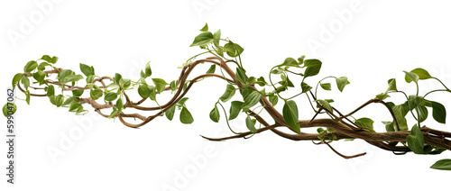 Billede på lærred twisted jungle branch with plant growing isolated on a transparent background, g