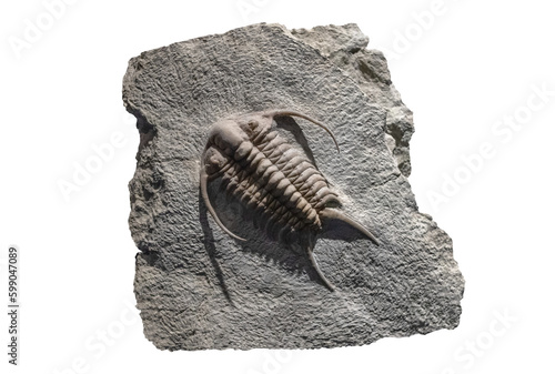 Fósil de amonita en piedra, aislado sobre blanco. Fósiles del Jurásico. Concepto de arqueología y paleontología.