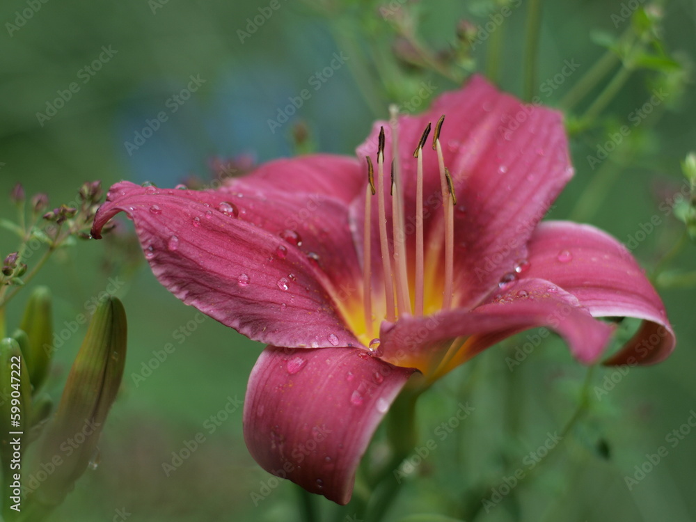 rote Blüte der Taglilie Hemerocallis mit Regentropfen auf den Blütenblättern Hintergrund verschwommen