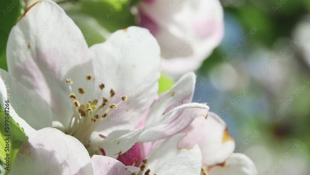 honey bee collects nectar from an apple tree flower swaying from the wind, on a blurred background, close-up honey bee collects nectar from an apple tree flower swaying from the wind, on a blurred background, close-up