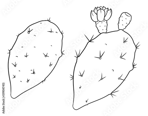 Pair of nopales or prickly pears in outlines for coloring, Vector illustration