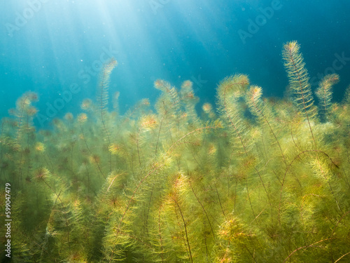 Dense underwater vegetation of alternate water-milfoil aquatic plant.