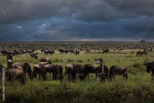 A herd of wild wildebeest, gnus, grazing in the savannah in the Serengeti National Park in rainseason, Tanzania, Africa 