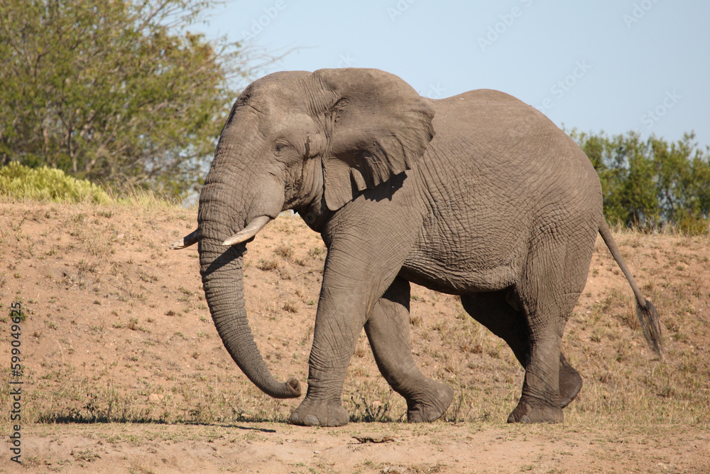 Afrikanischer Elefant / African elephant / Loxodonta africana