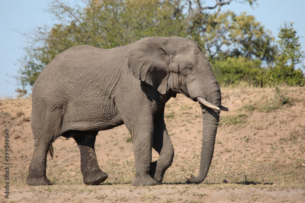Obraz premium Afrikanischer Elefant / African elephant / Loxodonta africana
