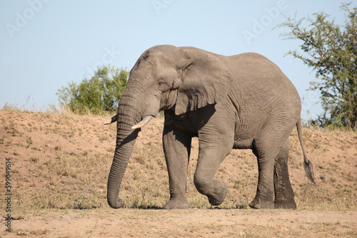 Afrikanischer Elefant / African elephant / Loxodonta africana