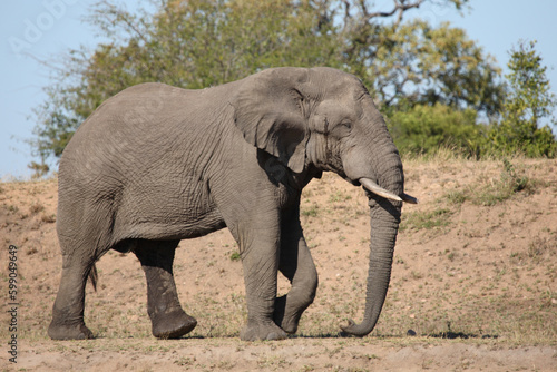 Afrikanischer Elefant   African elephant   Loxodonta africana